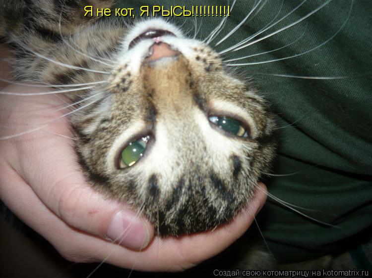 Котоматрица: Я не кот, Я РЫСЬ!!!!!!!!!!
