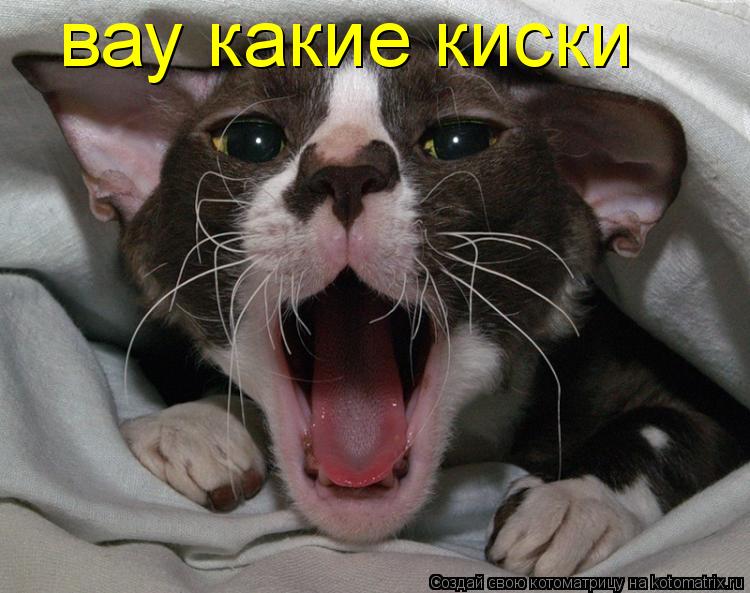 вау какие киски... Котоматрица: вау какие киски