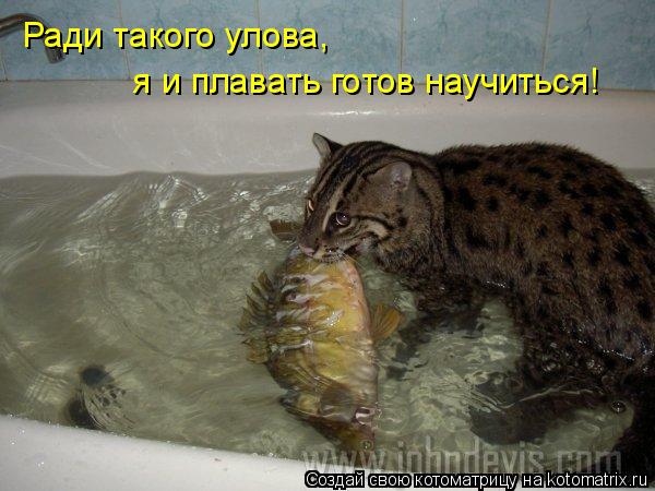 Котоматрица: Ради такого улова,  я и плавать готов научиться!