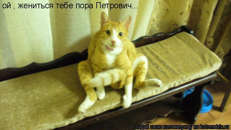 ой , жениться тебе пора Петрович...... Котоматрица: ой , жениться тебе пора Петрович...