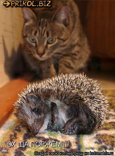 Котоматрица: ...ОХ ЩА ПОРЖЕМ!!!!