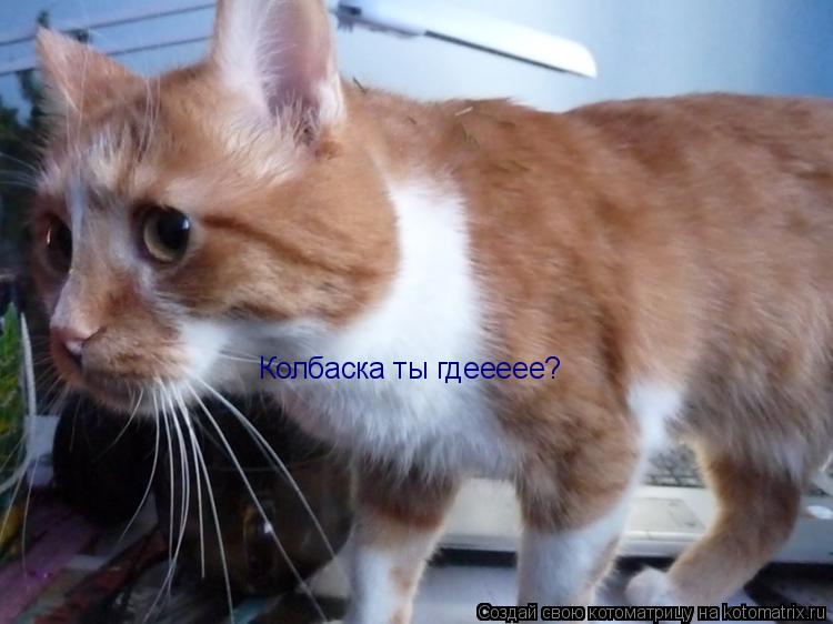 Колбаска ты гдеееее?... Котоматрица: Колбаска ты гдеееее?