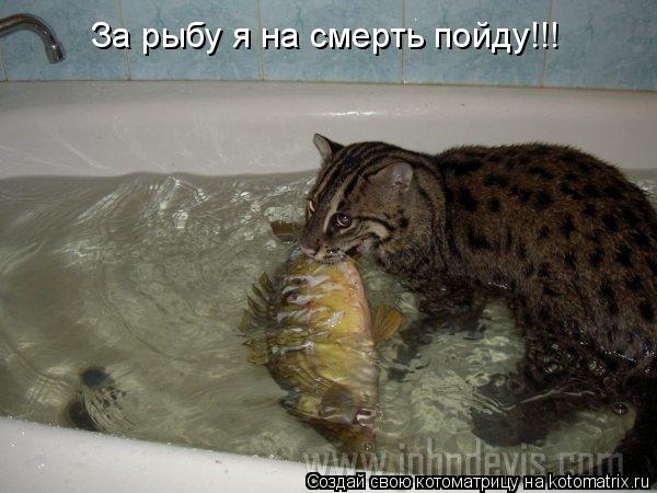 Котоматрица: За рыбу я на смерть пойду!!!
