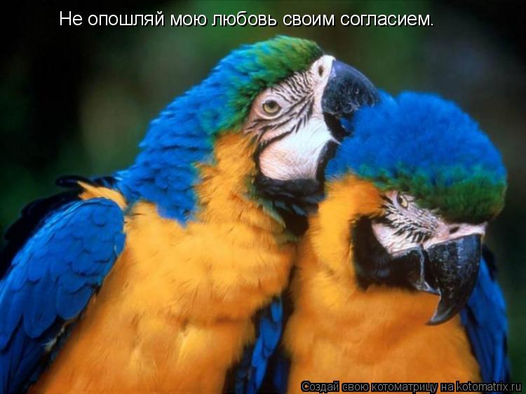 Не опошляй мою любовь своим согласием.... Котоматрица: Не опошляй мою любовь своим согласием.