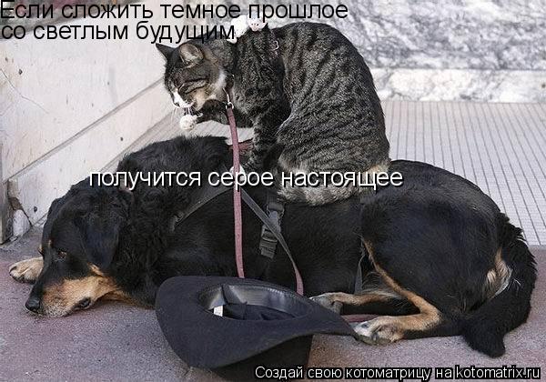 Котоматрица: Если сложить темное прошлое  со светлым будущим,  получится серое настоящее