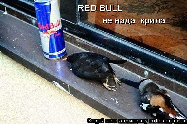RED BULL не надає крила... Котоматрица: RED BULL не надає крила