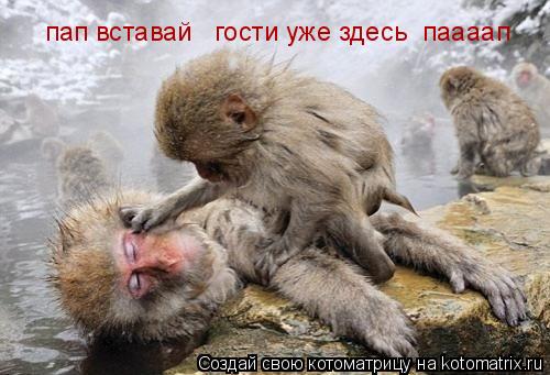Котоматрица: пап вставай   гости уже здесь  паааап