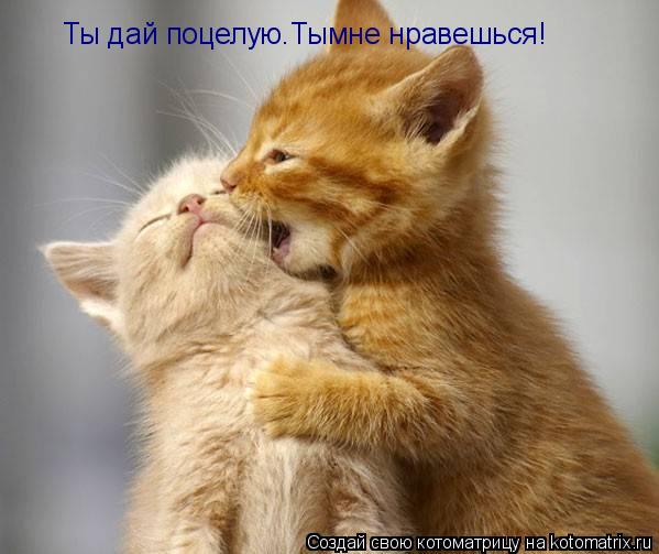 Котоматрица: Ты дай поцелую.Тымне нравешься!