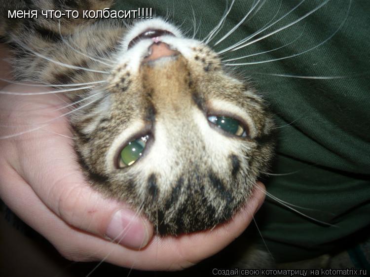 меня что-то колбасит!!!!... Котоматрица: меня что-то колбасит!!!!