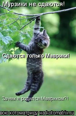 Мурзики не сдаются! Сдаются только Маврики! Зачем я родился Мавриком?!... Котоматрица: Мурзики не сдаются! Сдаются только Маврики! Зачем я родился Мавриком?!