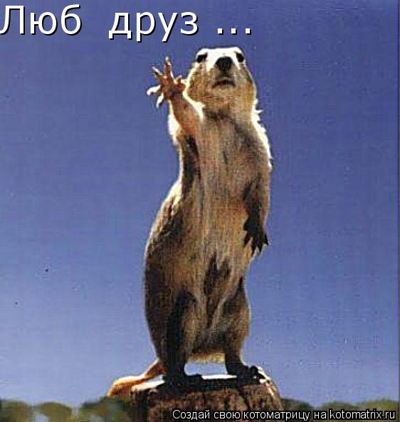 Любі друзі...... Котоматрица: Любі друзі...