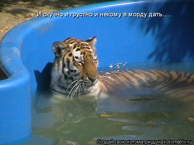 Котоматрица: И скучно и грустно и некому в морду дать.....