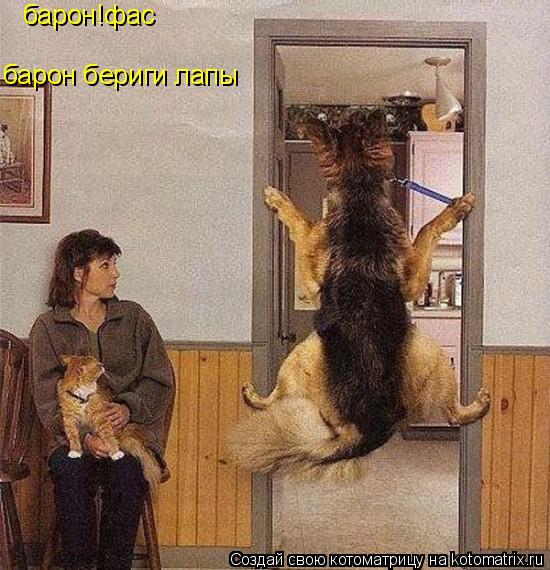 барон!фас барон бериги лапы... Котоматрица: барон!фас барон бериги лапы