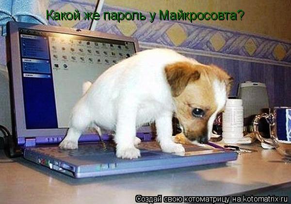 Какой же пароль у Майкросовта?... Котоматрица: Какой же пароль у Майкросовта?