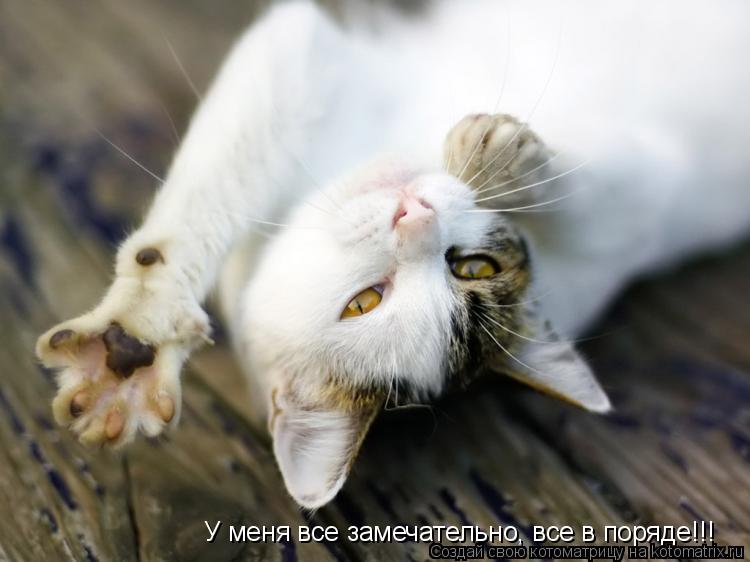 Котоматрица: У меня все замечательно, все в поряде!!!