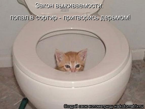 Котоматрица: Закон выживаемости:  попал в сортир - притворись дерьмом!