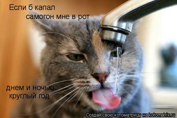 Если б капал самогон мне в рот днем и ночью круглый год ...... Котоматрица: Если б капал самогон мне в рот днем и ночью круглый год ...