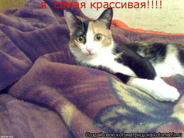 Котоматрица: я  самая крассивая!!!!