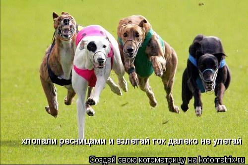 хлопали ресницами и взлетай ток далеко не улетай... Котоматрица: хлопали ресницами и взлетай ток далеко не улетай