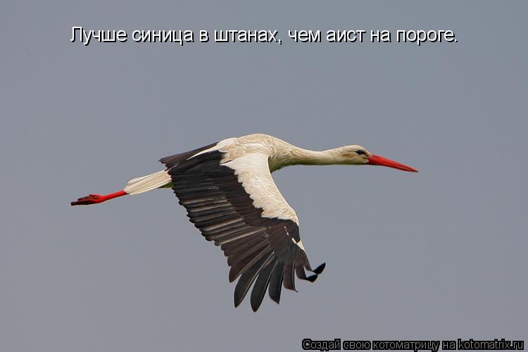 Котоматрица: Лучше синица в штанах, чем аист на пороге.