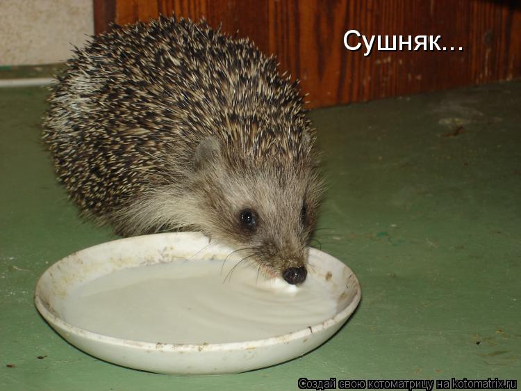 Котоматрица: Сушняк...