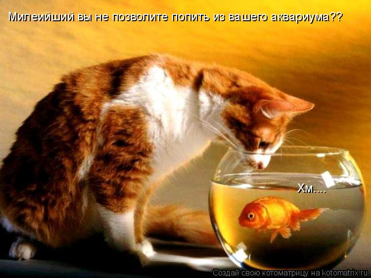 Котоматрица: Милеийший вы не позволите попить из вашего аквариума?? Хм....