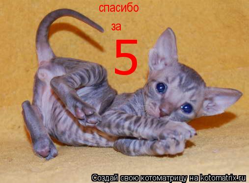 спасибо за 5... Котоматрица: спасибо за 5