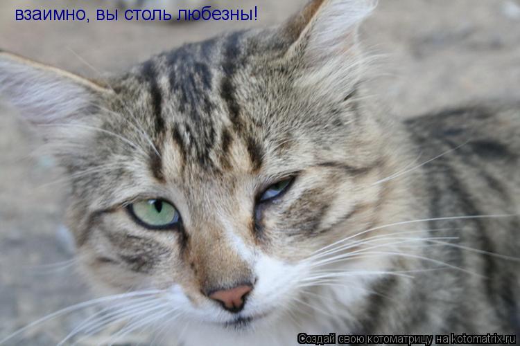 взаимно, вы столь любезны!... Котоматрица: взаимно, вы столь любезны!