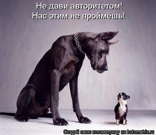 Котоматрица: Не дави авторитетом! Нас этим не проймёшь!