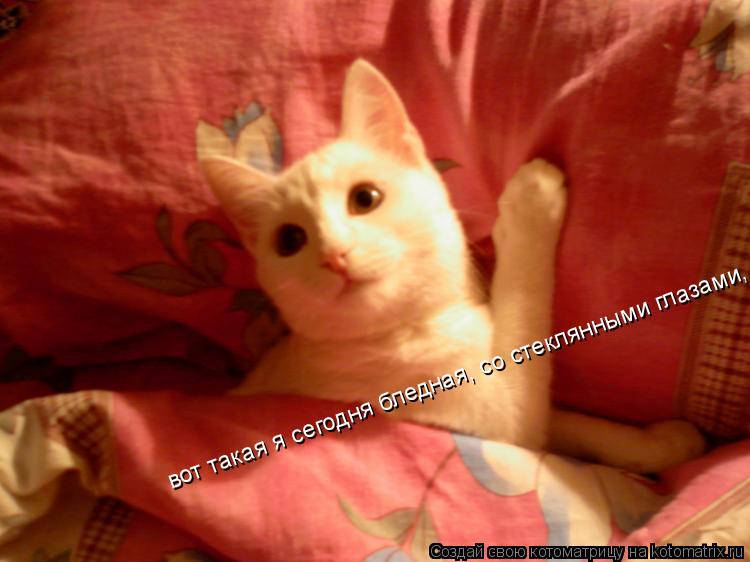 Котоматрица: вот такая я сегодня бледная, со стеклянными глазами..... вот такая я сегодня бледная, со стеклянными глазами, оказывается  даже в таком состоя