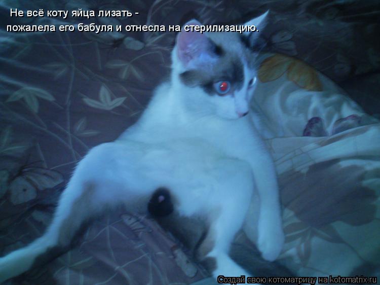 Не всё коту яйца лизать - пожалела его бабуля и отнесла на стерилизацию.... Котоматрица: Не всё коту яйца лизать - пожалела его бабуля и отнесла на стерилизацию.