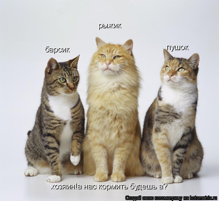 Котоматрица: барсик пушок рыжик хозяин!а нас кормить будешь а?