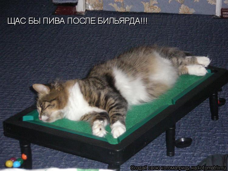 ЩАС БЫ ПИВА ПОСЛЕ БИЛЬЯРДА!!!... Котоматрица: ЩАС БЫ ПИВА ПОСЛЕ БИЛЬЯРДА!!!