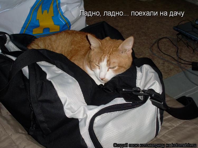 Котоматрица: Ладно, ладно... поехали на дачу