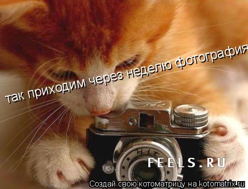 так приходим через неделю фотография будет готова!... Котоматрица: так приходим через неделю фотография будет готова!