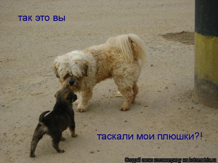 так это вы таскали мои плюшки?!... Котоматрица: так это вы таскали мои плюшки?!
