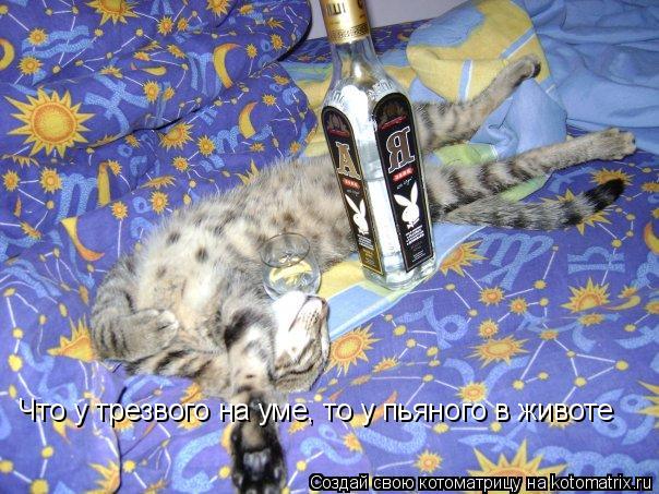 Котоматрица: Что у трезвого на уме, то у пьяного в животе