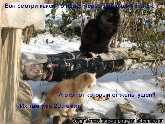 Котоматрица: -Вон смотри какой-то идиот через забор шмякнулся. -А это тот который от жены ушел?  -Их там уже 20 лежит.