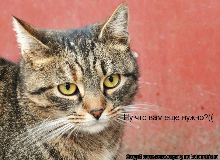 Котоматрица: Ну что вам еще нужно?((