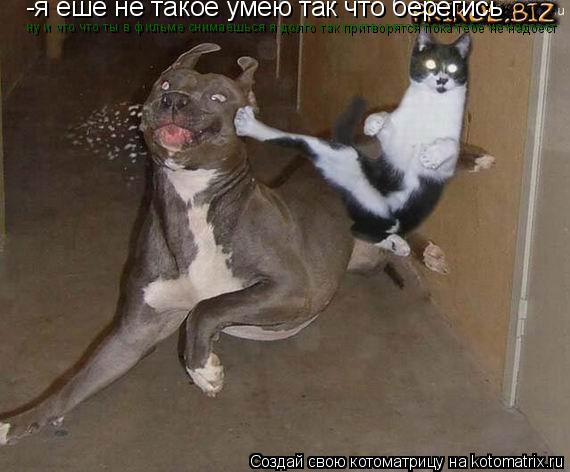 Котоматрица: -я ешё не такое умею так что берегись ну и что что ты в фильме снимаешься я долго так притворятся пока тебе не надоест