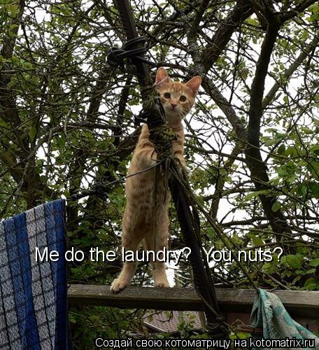 Котоматрица: Me do the laundry?  You nuts?