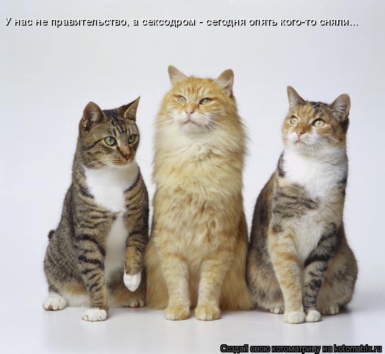 Котоматрица: У нас не правительство, а сексодром - сегодня опять кого-то сняли...