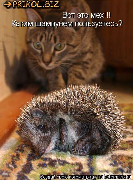 Вот это мех!!! Каким шампунем пользуетесь?... Котоматрица: Вот это мех!!! Каким шампунем пользуетесь?