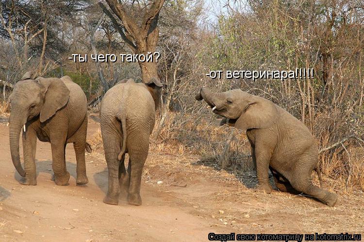 Котоматрица: -ты чего такой? -от ветеринара!!!!!