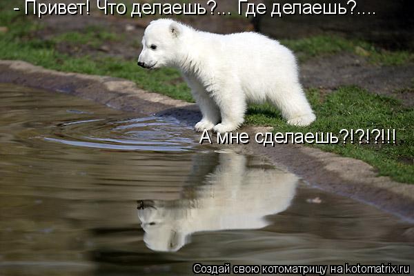 - Привет! Что делаешь?... Где делаешь?.... А мне сделаешь?!?!?!!!... Котоматрица: - Привет! Что делаешь?... Где делаешь?.... А мне сделаешь?!?!?!!!