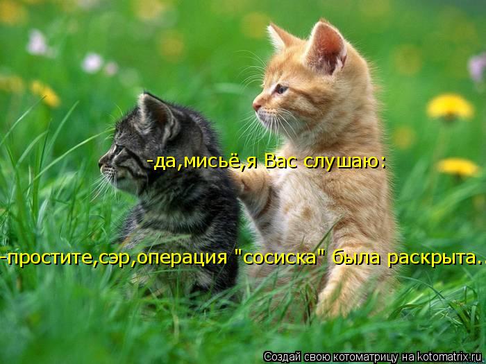 -да,мисьё,я Вас слушаю: -простите,сэр,операция "сосиска" была раскрыта..... Котоматрица: -да,мисьё,я Вас слушаю: -простите,сэр,операция "сосиска" была раскрыта..