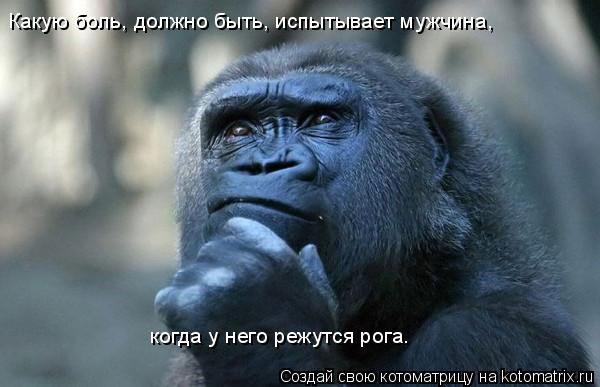 Котоматрица: Какую боль, должно быть, испытывает мужчина,   когда у него режутся рога.