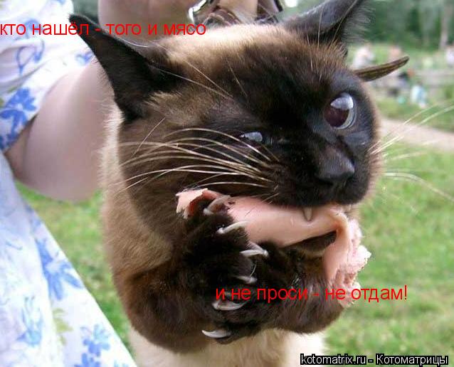 кто нашёл - того и мясо и не проси - не отдам!... Котоматрица: кто нашёл - того и мясо и не проси - не отдам!