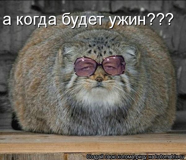Котоматрица: а когда будет ужин???