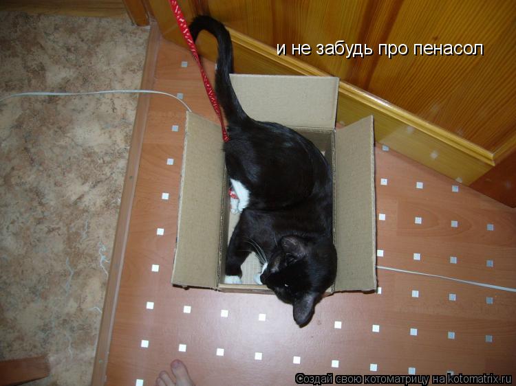 Котоматрица: и не забудь про пенасол